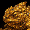 Chameleon Dragon thumbnail