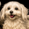 Puppy Dragon thumbnail