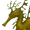 Leafy Sea Dragon thumbnail